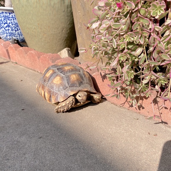 Meet your Posher, Diana - Picture 2 of 4